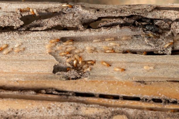 Best Affordable Pest Control Services  in Leesville, LA