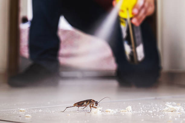 Best Pest Removal Services  in Leesville, LA