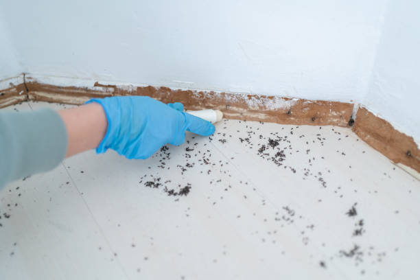 Best Pest Removal Services  in Leesville, LA